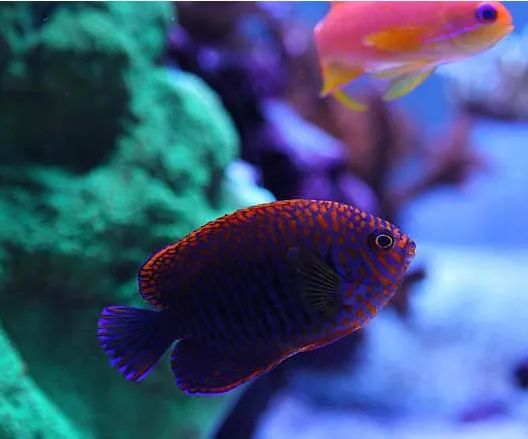 1.2米的缸需要多少沙,1.2米缸改造