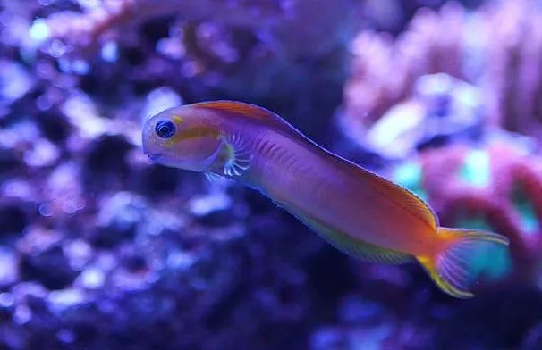 1.2米的缸需要多少沙,1.2米缸改造