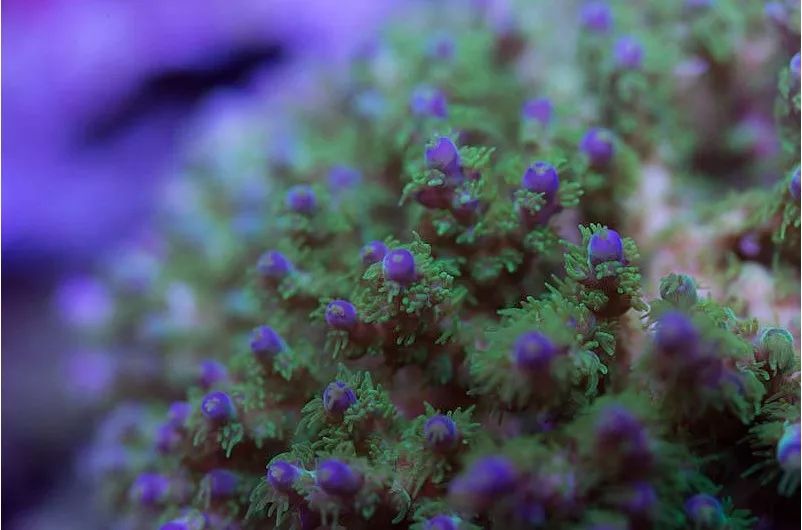 1.2米的缸需要多少沙,1.2米缸改造