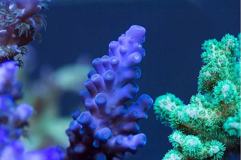 1.2米的缸需要多少沙,1.2米缸改造