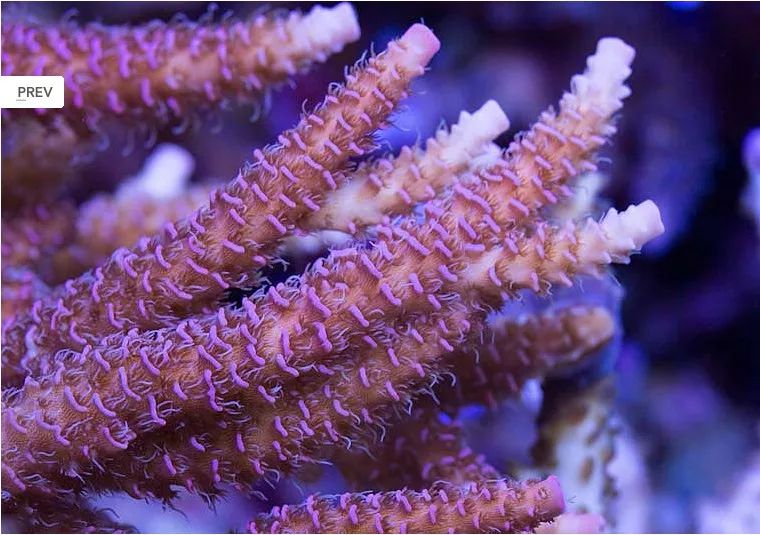 1.2米的缸需要多少沙,1.2米缸改造