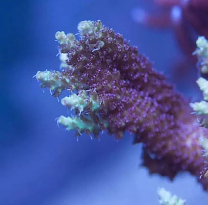 1.2米的缸需要多少沙,1.2米缸改造