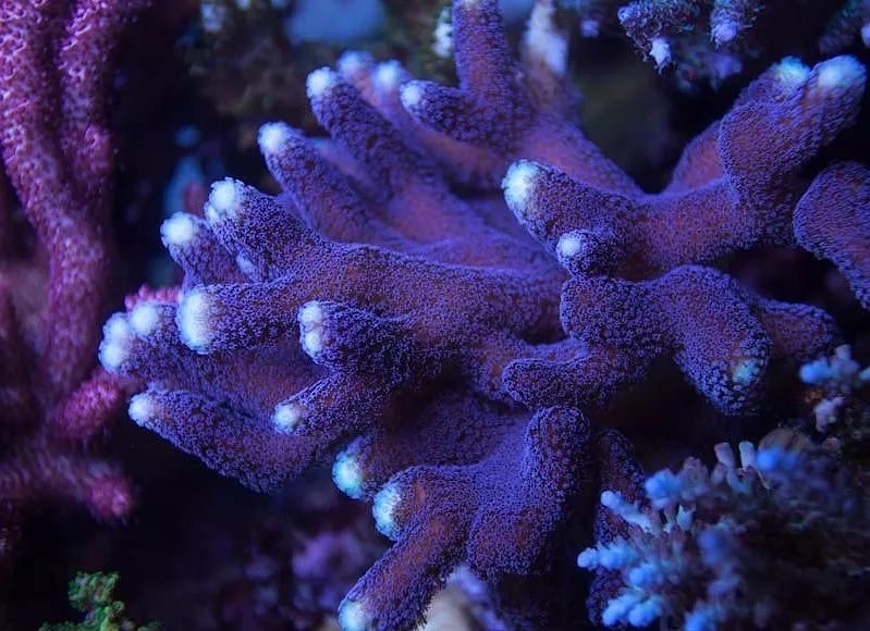 1.2米的缸需要多少沙,1.2米缸改造