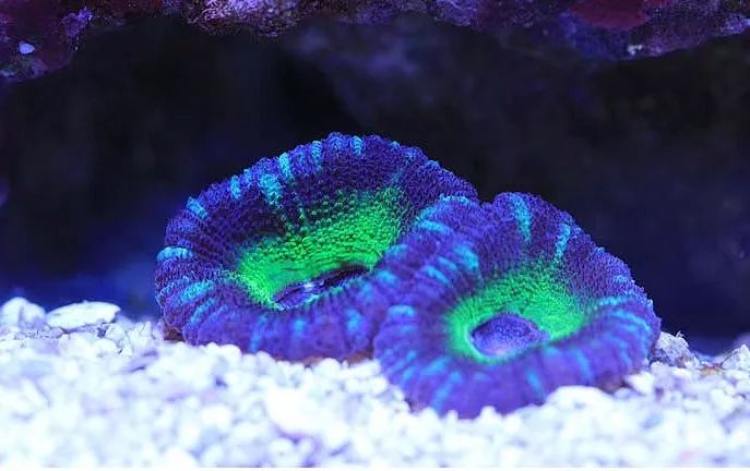 1.2米的缸需要多少沙,1.2米缸改造