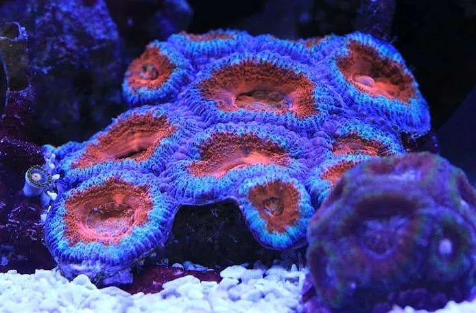 1.2米的缸需要多少沙,1.2米缸改造