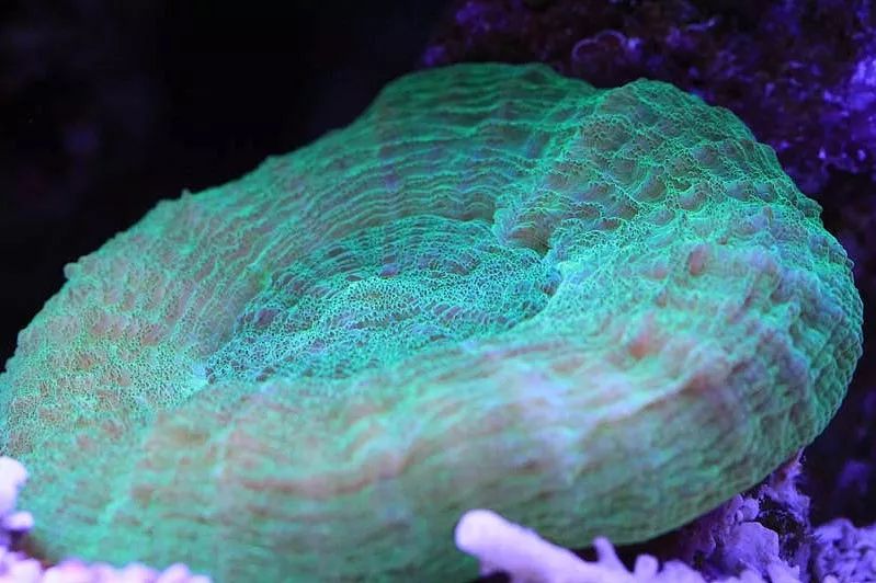 1.2米的缸需要多少沙,1.2米缸改造