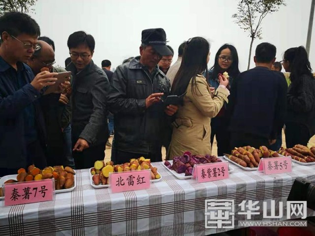 农村红薯致富新门道,合阳红薯发展现状