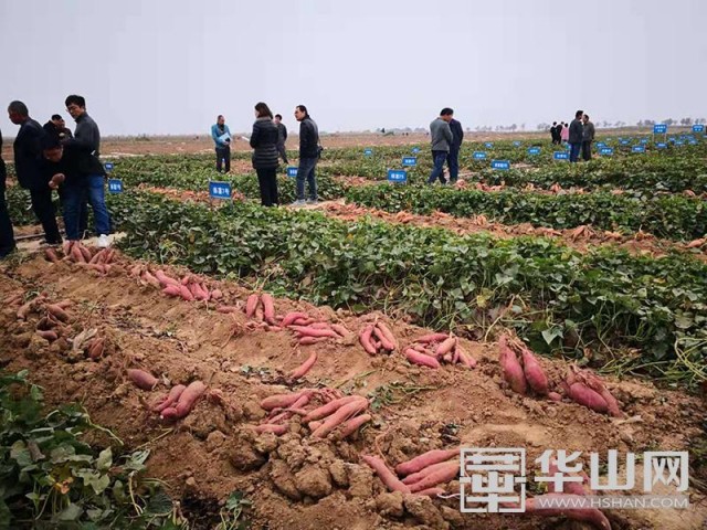 农村红薯致富新门道,合阳红薯发展现状
