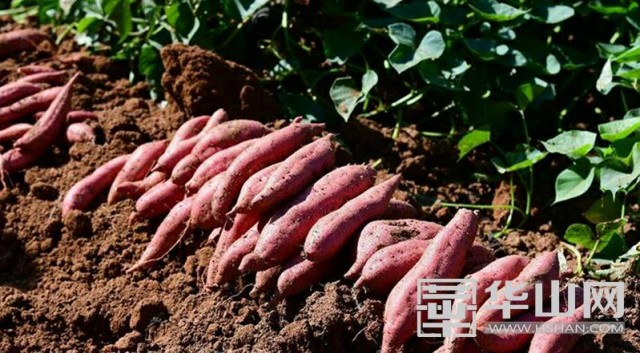 农村红薯致富新门道,合阳红薯发展现状