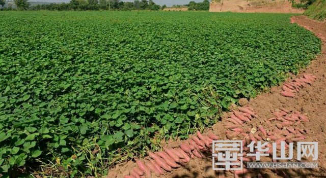 农村红薯致富新门道,合阳红薯发展现状