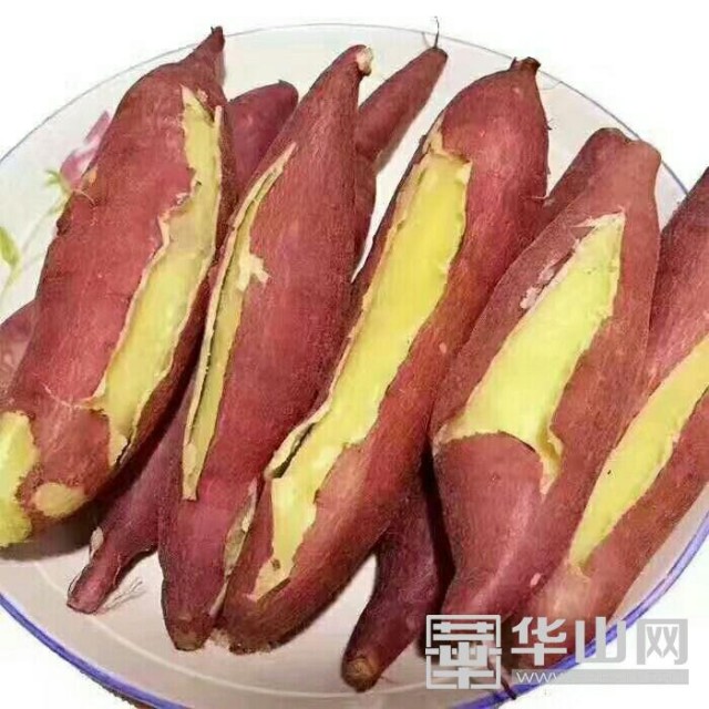 农村红薯致富新门道,合阳红薯发展现状