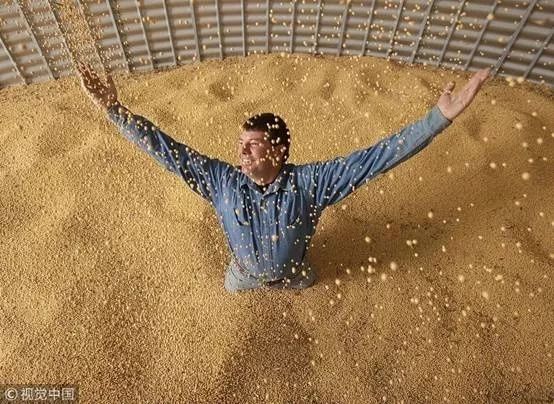 把美国大豆当*火军**一买再买,蔡英文怎么还不“剁手”?