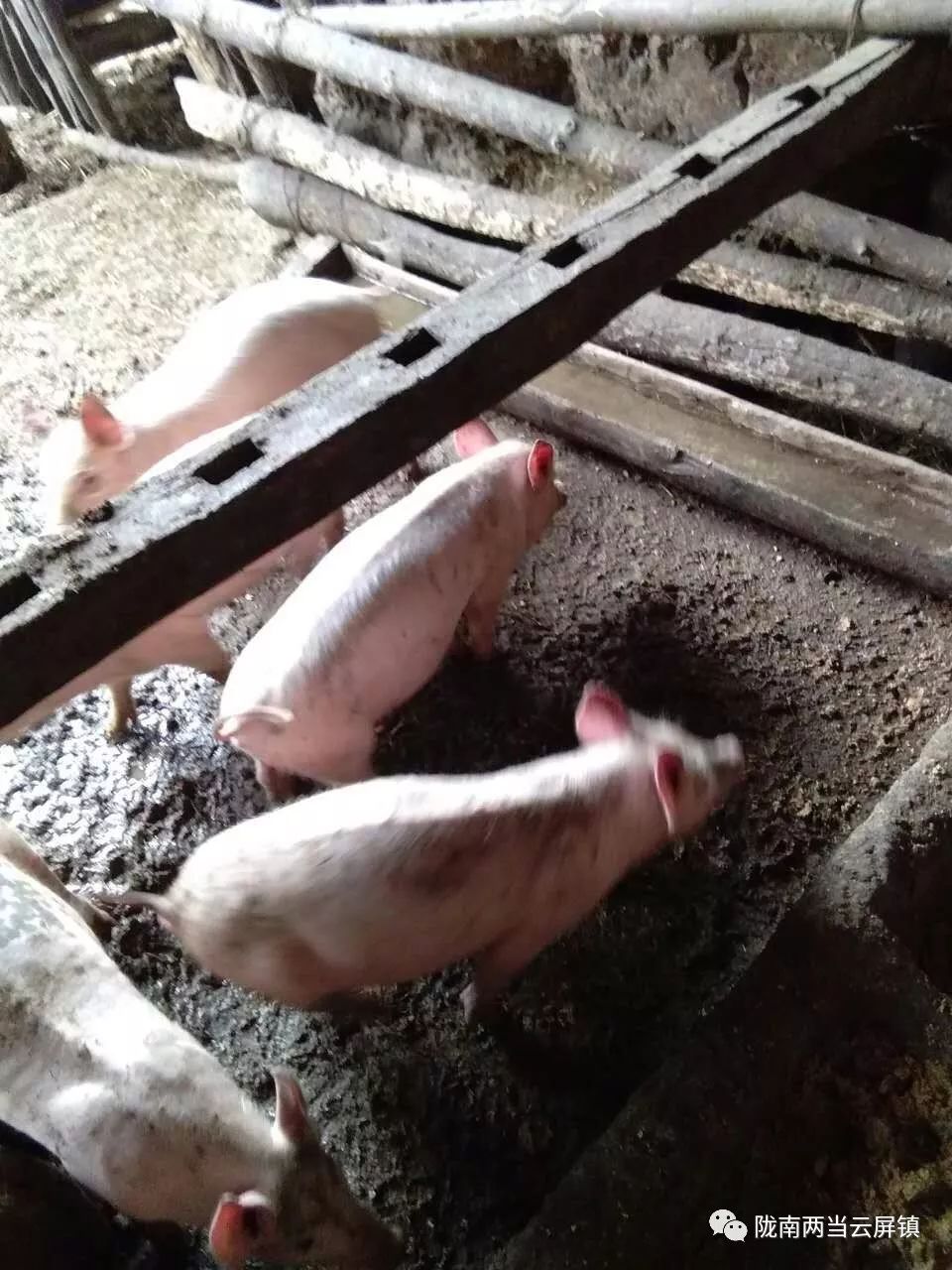 庆祝新中国成立70周年活动记录,庆祝新中国成立70周年视频