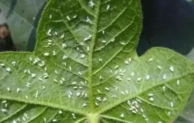 哪个城市出现大量小飞虫,项城满大街都是白色小飞虫