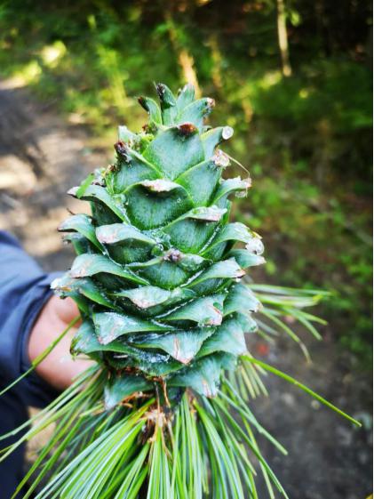 良品铺子红松松子,良品铺子长白山松子和东北红松