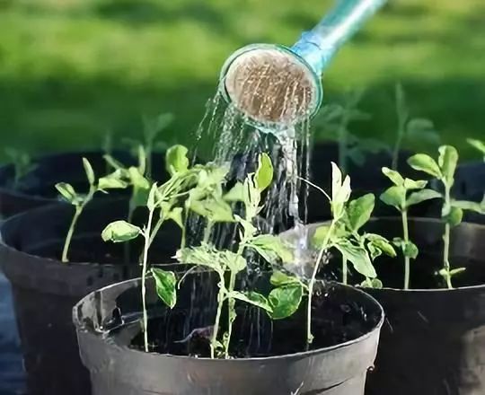 白糖的威力竟然这么大,原来白糖的用处这么大