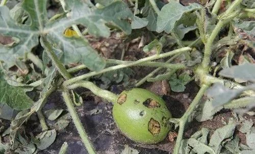 神了：不知什么病，打上去立马见效，农作物的救命药，真菌细菌病毒全杀