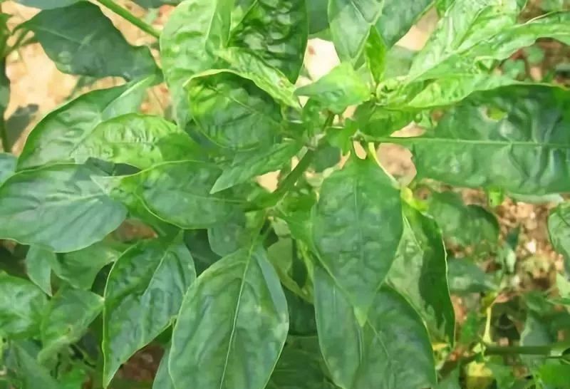 神了：不知什么病，打上去立马见效，农作物的救命药，真菌细菌病毒全杀