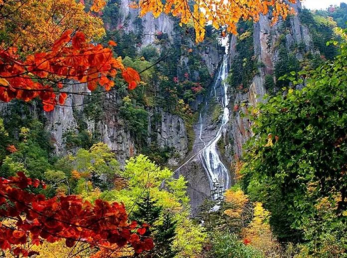 日本银杏叶保存,2019日本赏银杏