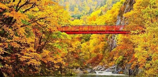 日本银杏叶保存,2019日本赏银杏