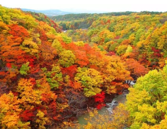 日本银杏叶保存,2019日本赏银杏