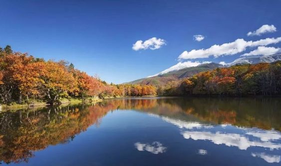 日本银杏叶保存,2019日本赏银杏
