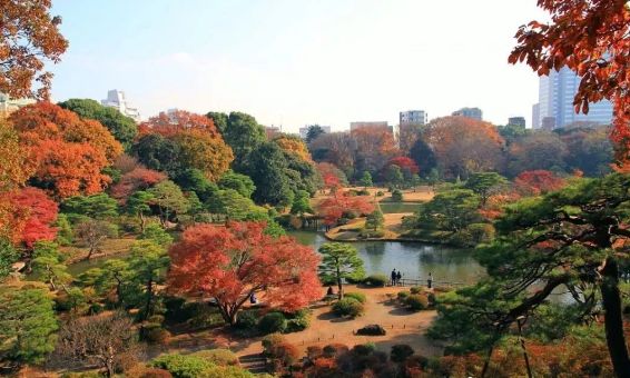 日本银杏叶保存,2019日本赏银杏