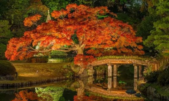 日本银杏叶保存,2019日本赏银杏