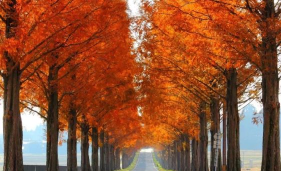 日本银杏叶保存,2019日本赏银杏