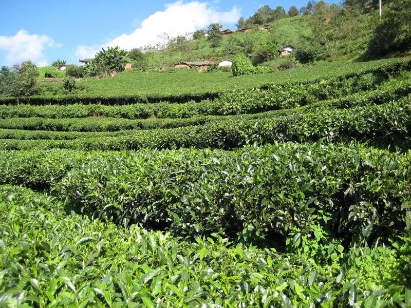 指天椒生长所需氮磷钾比例,八棱瓜所需的氮磷钾比例