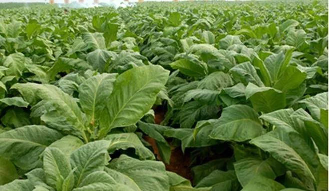 指天椒生长所需氮磷钾比例,八棱瓜所需的氮磷钾比例