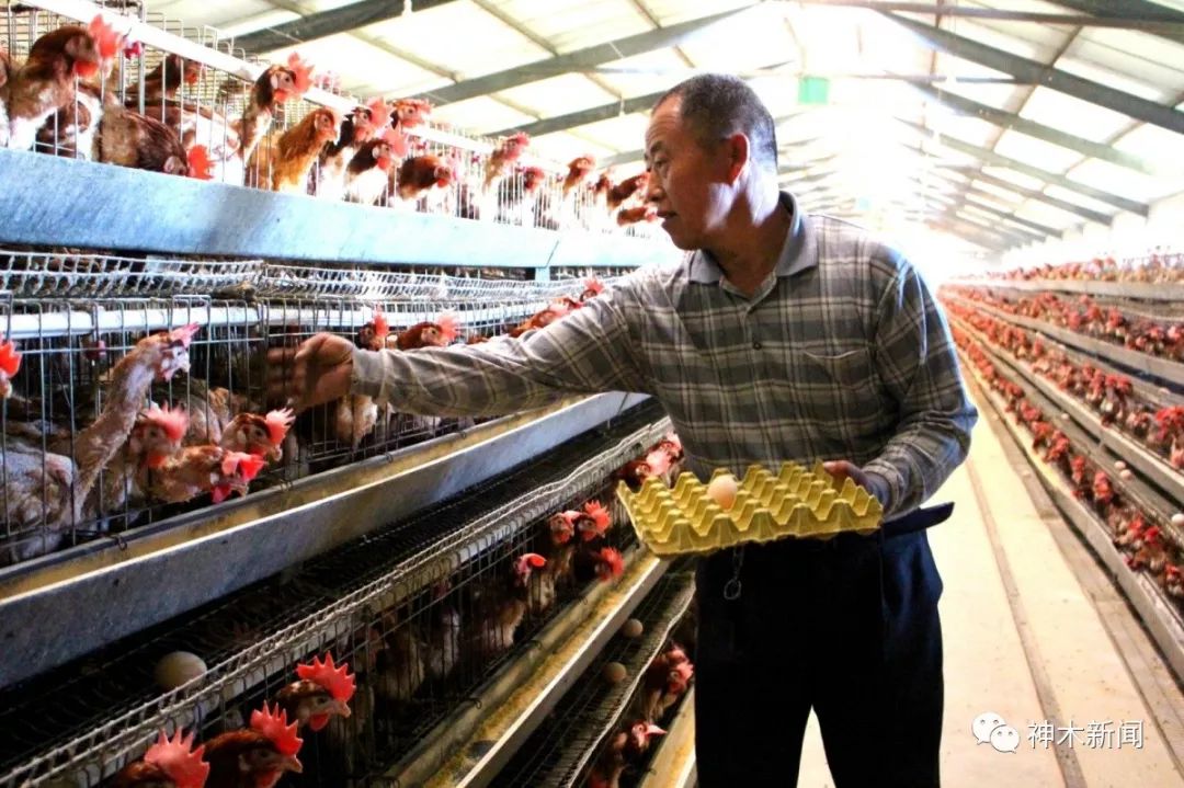 【奋斗者】锦界农民李明义养鸡致富惠乡邻