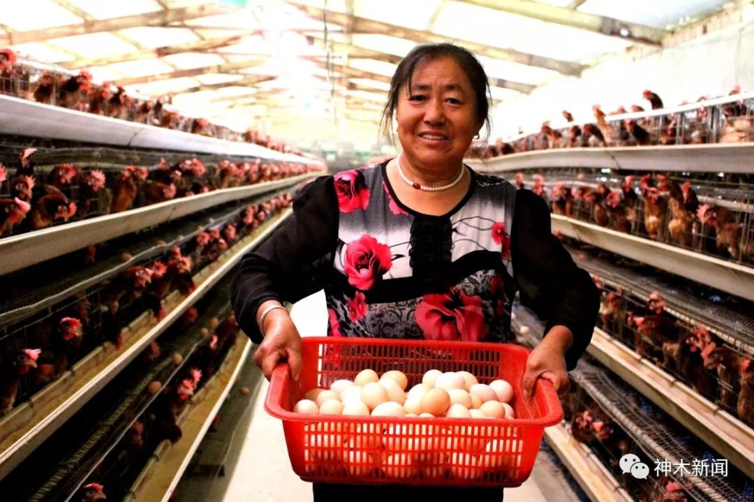 【奋斗者】锦界农民李明义养鸡致富惠乡邻