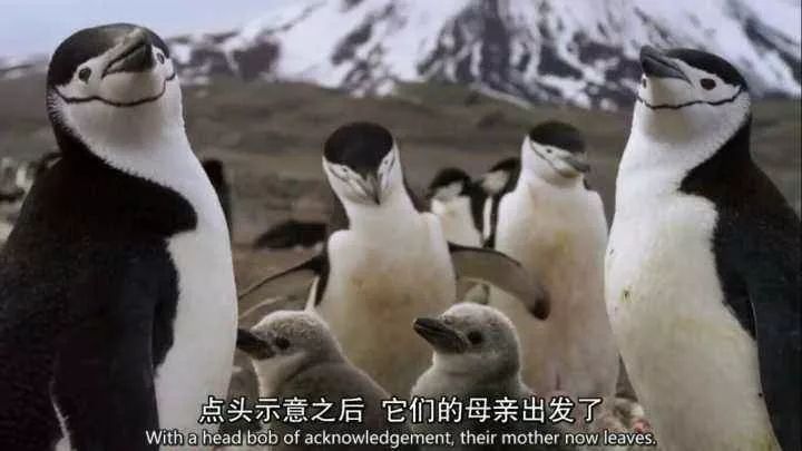 顷波周末活动大放送︱周五免费观影+周六免费书法课