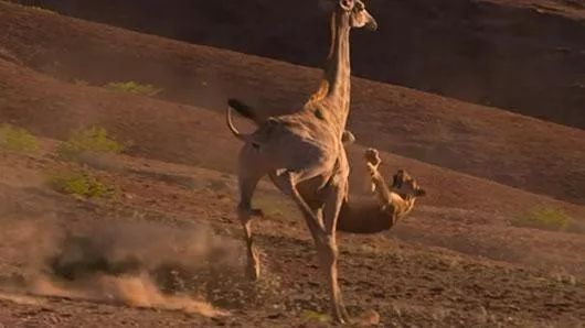 顷波周末活动大放送︱周五免费观影+周六免费书法课
