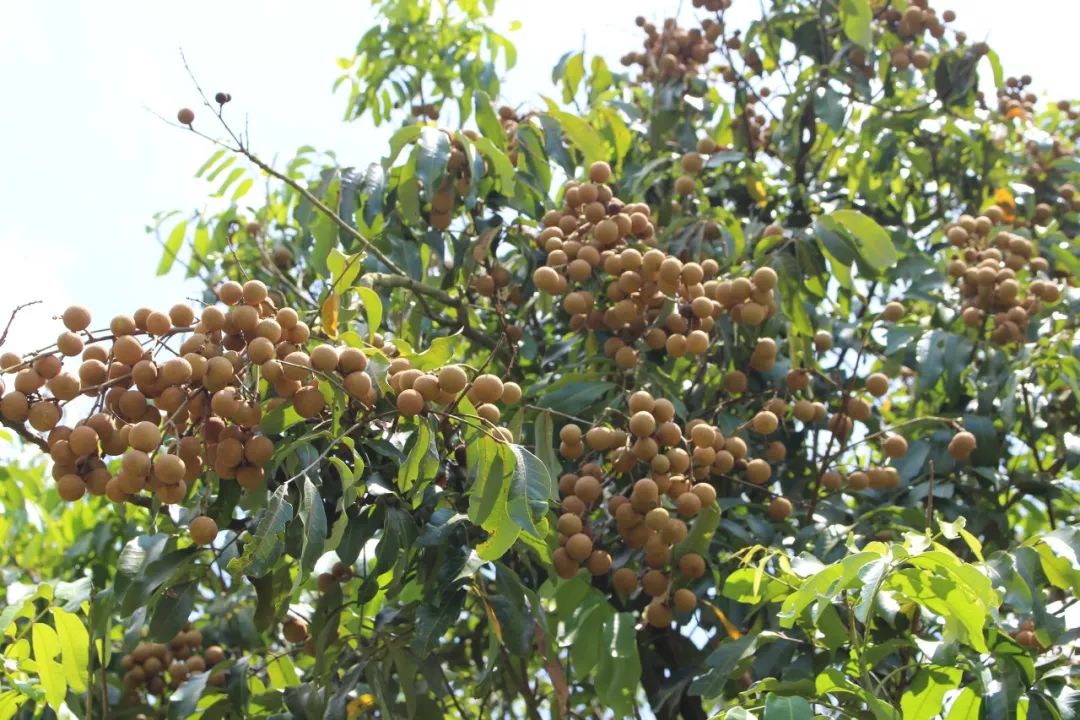 平南新消息,平南最新动态