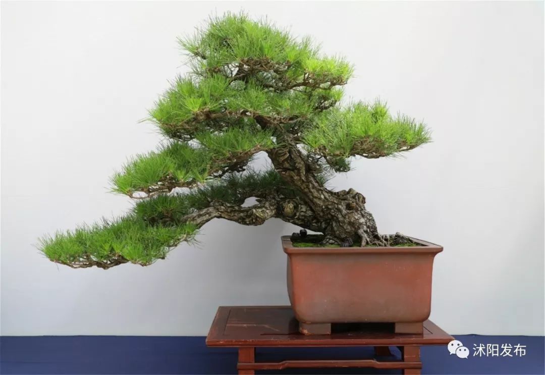 娌槼鏃呮父璺嚎鎺ㄨ崘,姹熻嫃娌槼鏃呮父鏀荤暐璺嚎