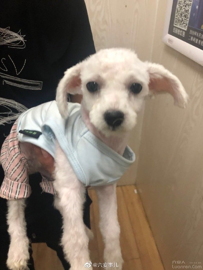 怎么看一家宠物店正不正规,怎么看宠物店有没有坑你