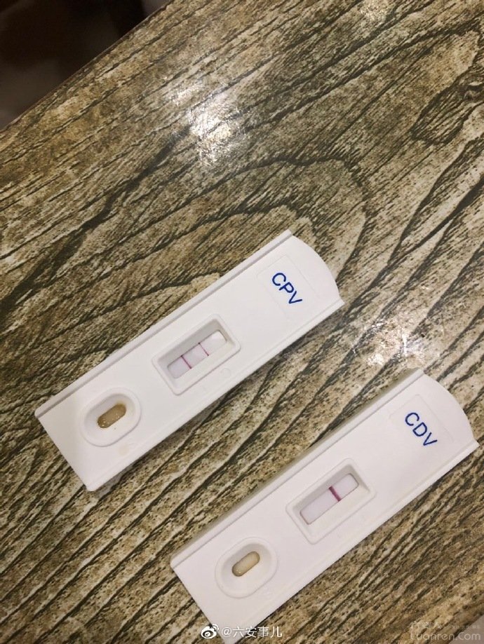 怎么看一家宠物店正不正规,怎么看宠物店有没有坑你