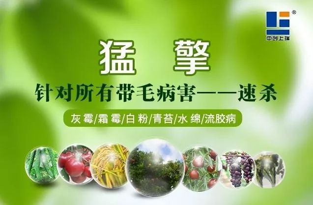 强力除青苔,除青苔的好处