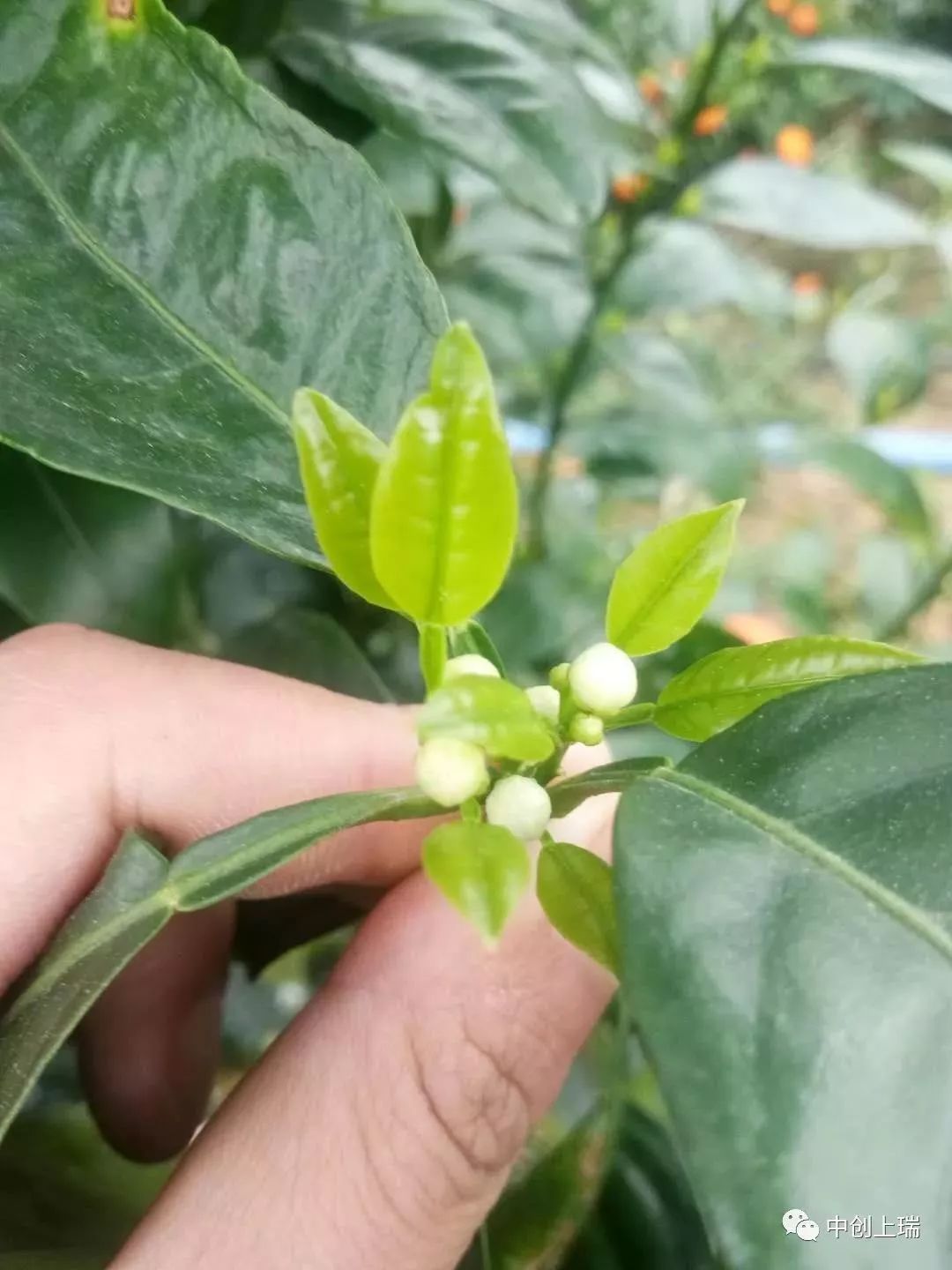 强力除青苔,除青苔的好处