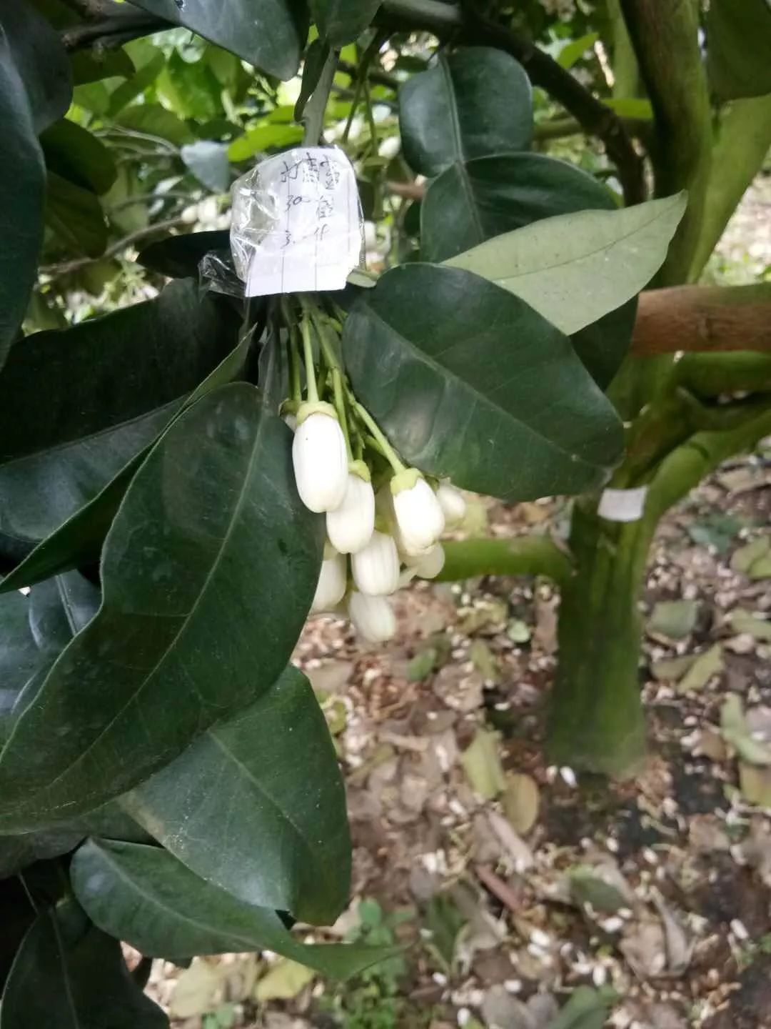 强力除青苔,除青苔的好处