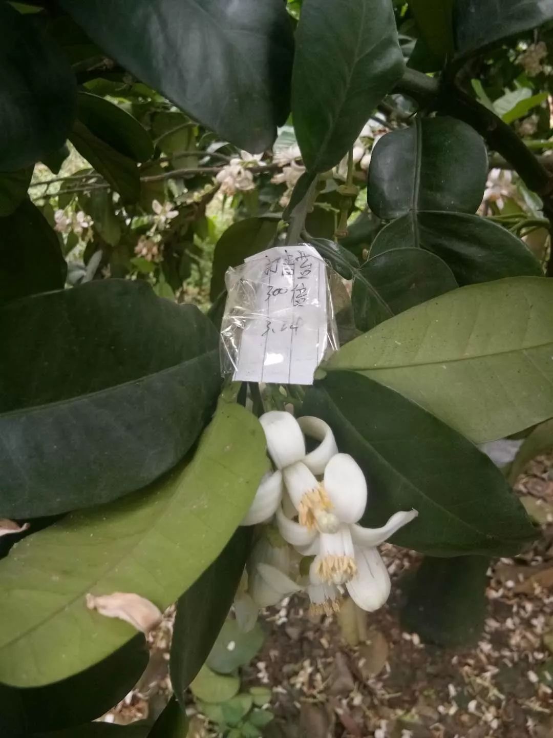 强力除青苔,除青苔的好处