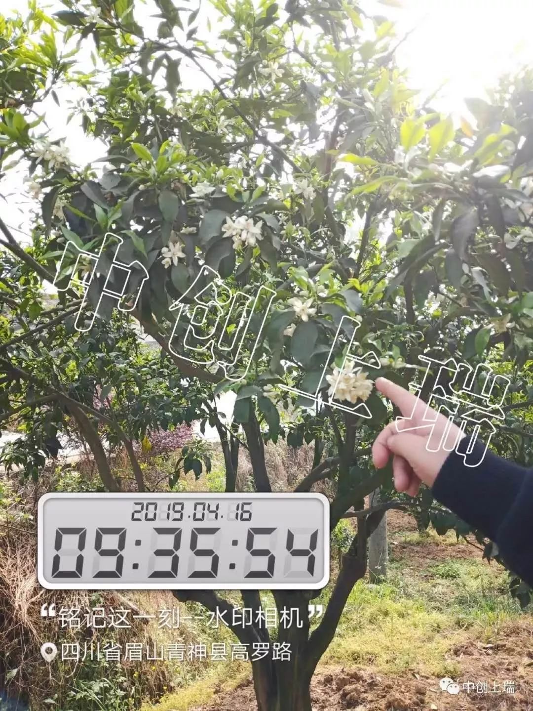 强力除青苔,除青苔的好处