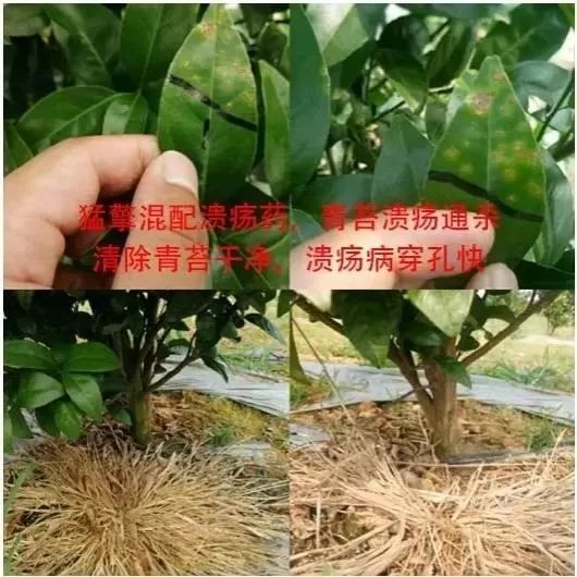 强力除青苔,除青苔的好处