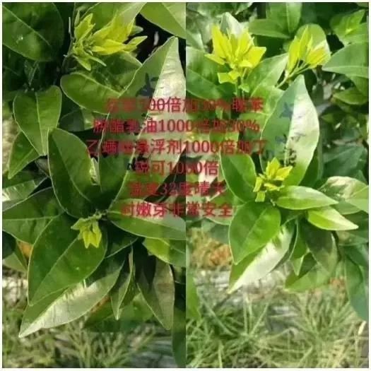 强力除青苔,除青苔的好处