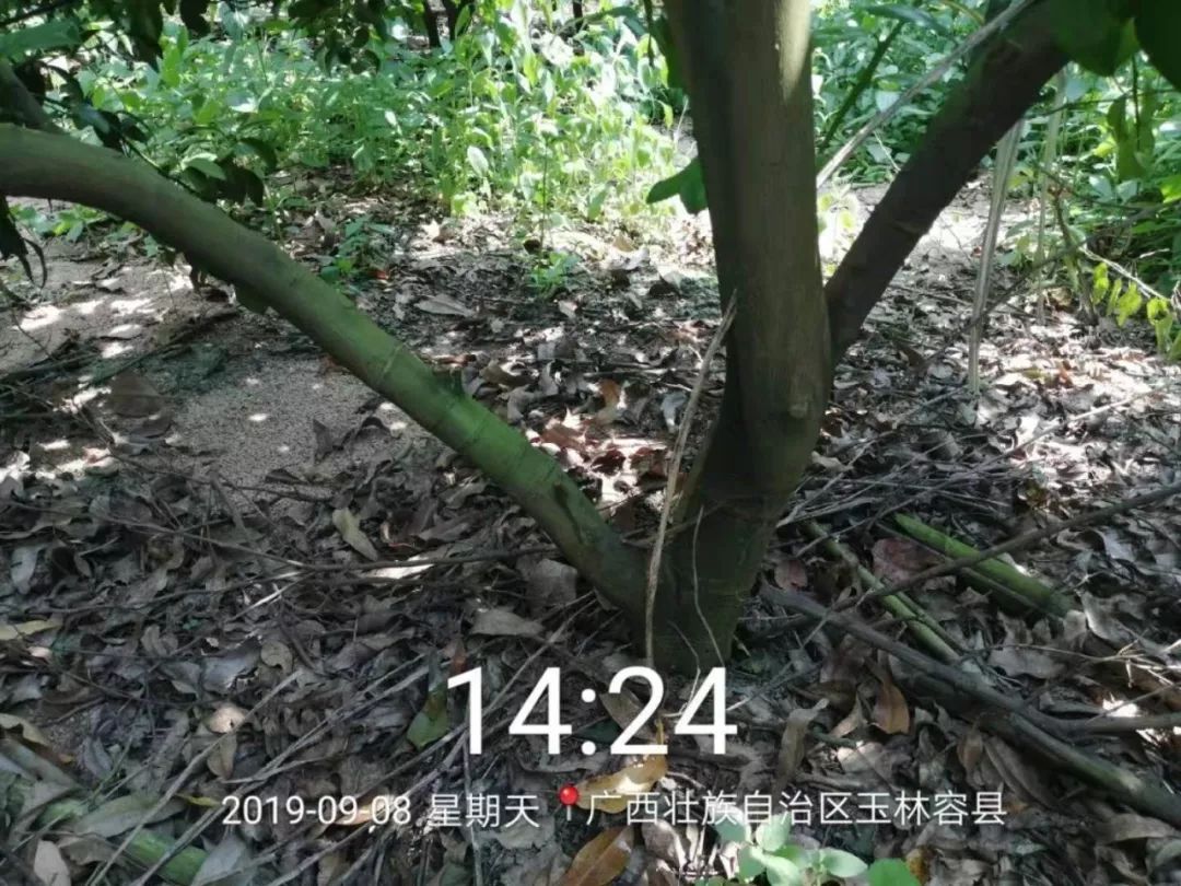 强力除青苔,除青苔的好处
