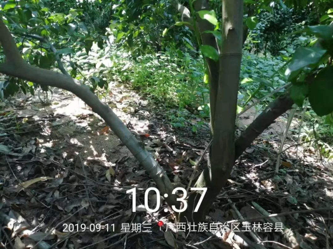 强力除青苔,除青苔的好处