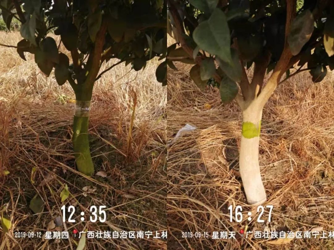 强力除青苔,除青苔的好处