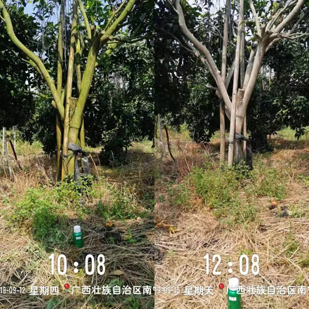 强力除青苔,除青苔的好处